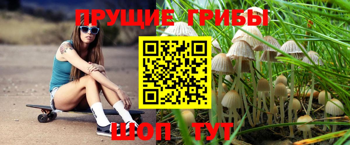 Псилоцибиновые грибы Psilocybine cubensis Асбест